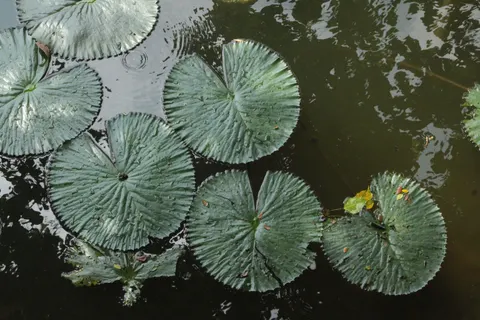 睡蓮 4K桌布 · flowers · 3840×2560