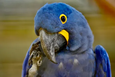 Macaw 4K Wallpaper · animals · 3840×2560