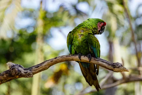 Macaw 4K Wallpaper · animals · 3840×2561