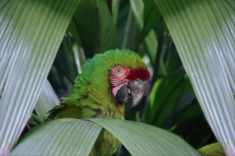 Papel de parede Arara 4K · animals · 3840×2560