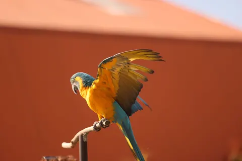 Macaw 4K Wallpaper · animals · 3840×2561