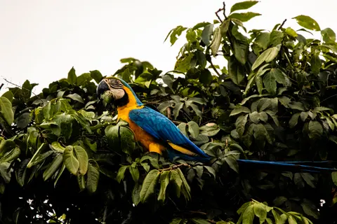 मकाओ तोता 4K वॉलपेपर · animals · 3840×2560