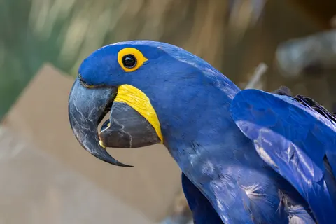 Macaw 4K Wallpaper · animals · 3840×2561
