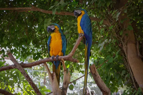Ara 4K-achtergrond · animals · 3840×2561
