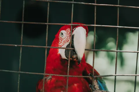 Wallpaper Burung Makaw 4K · animals · 3840×2560