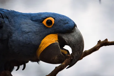 Macaw 4K Wallpaper · animals · 3840×2560