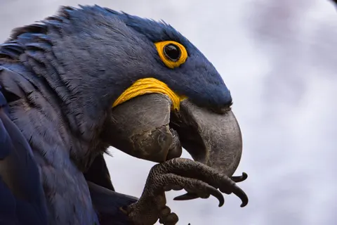 خلفية ببغاء المكاو بدقة 4K · animals · 3840×2560