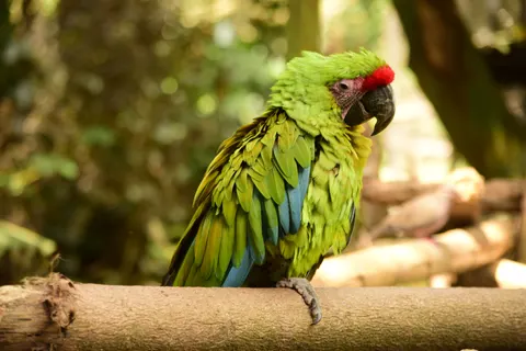 Macaw 4K Wallpaper · animals · 3840×2560