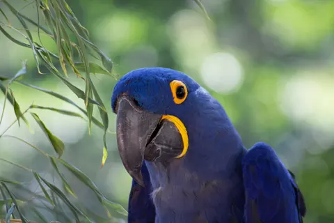 Ara 4K Hintergrundbild · animals · 3840×2560