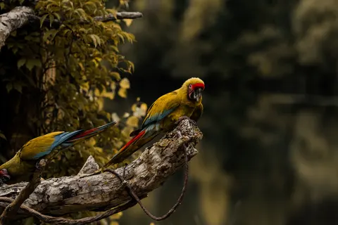 Fondo de pantalla Guacamayo 4K · animals · 3840×2560