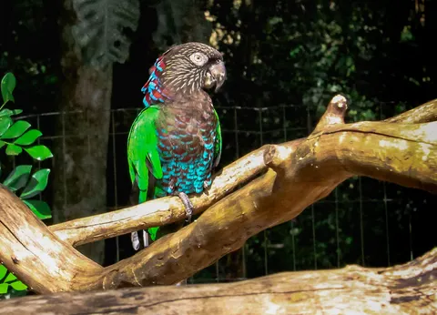 Wallpaper Burung Makaw 4K · animals · 3840×2770