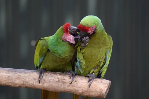 Wallpaper Burung Makaw 4K · animals · 3840×2560