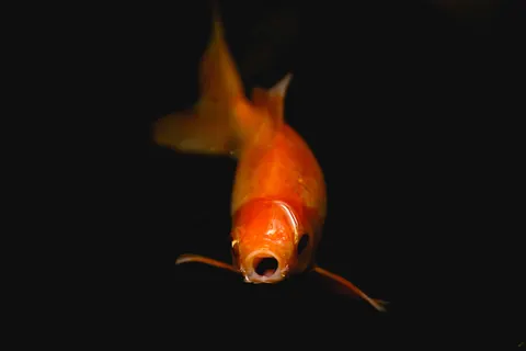 Koi-Fisch 4K Hintergrundbild · animals · 3840×2560