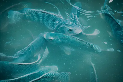 Tapeta Karpie koi 4K · animals · 3840×2560