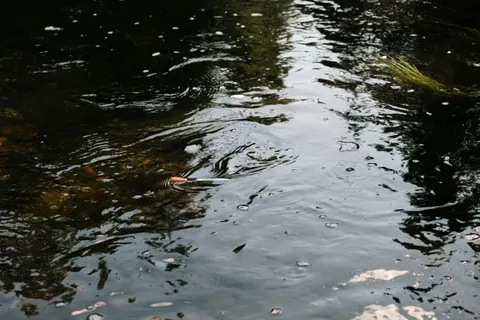 Hình nền Cá koi 4K · animals · 3840×2560