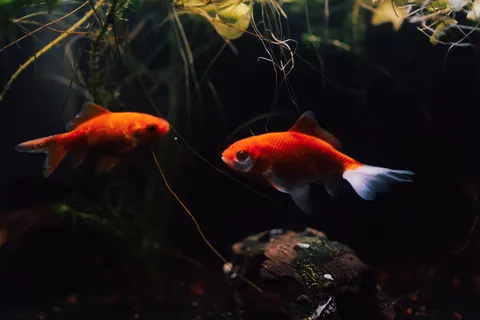 Обои Карп кои 4K · animals · 3840×2560