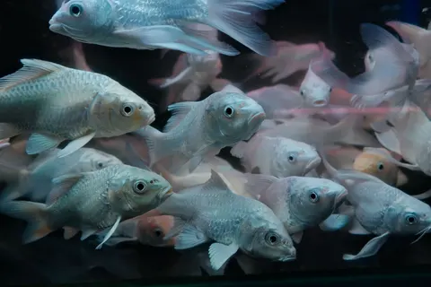 Koi-Fisch 4K Hintergrundbild · animals · 3840×2560