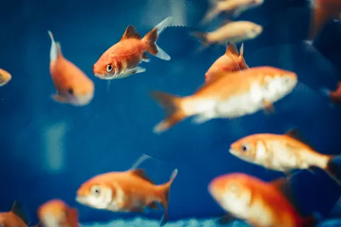Koi Fish 4K Wallpaper · animals · 3840×2560