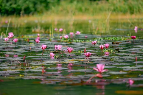 Обои Кувшинка 4K · flowers · 3840×2555