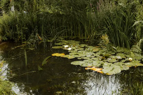 Waterlelie 4K-achtergrond · flowers · 3840×2560