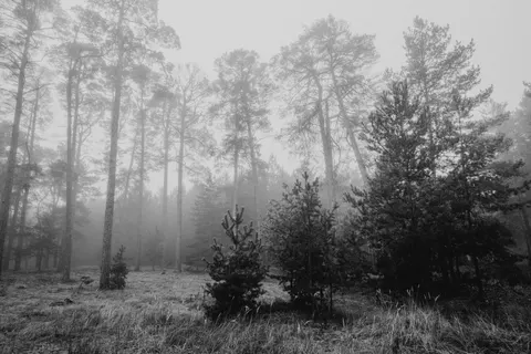 Foggy Forest 4K Wallpaper · nature · 3840×2560