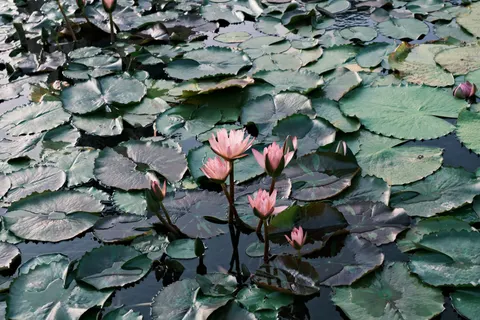 والپیپر نیلوفر آبی با کیفیت 4K · flowers · 3840×2560