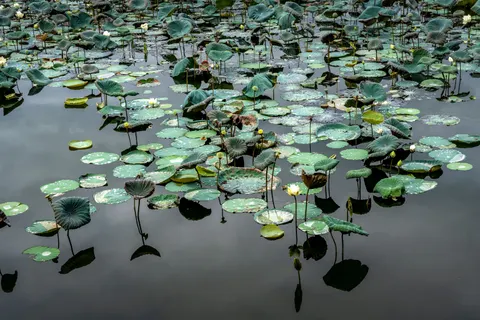 Hình nền Hoa Súng 4K · flowers · 3840×2560