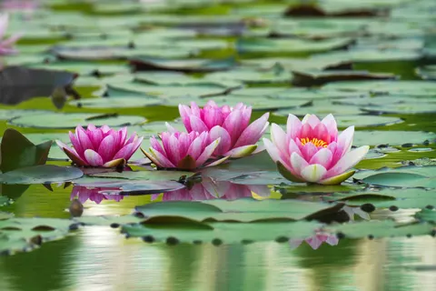 Обои Кувшинка 4K · flowers · 3840×2560