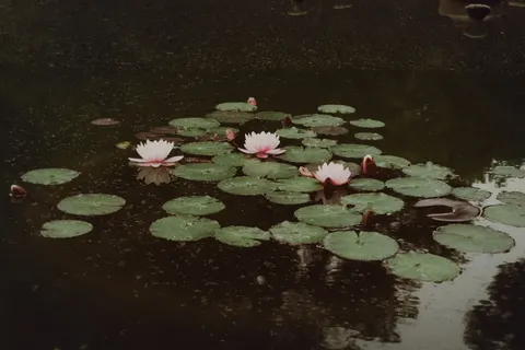 Waterlelie 4K-achtergrond · flowers · 3840×2560