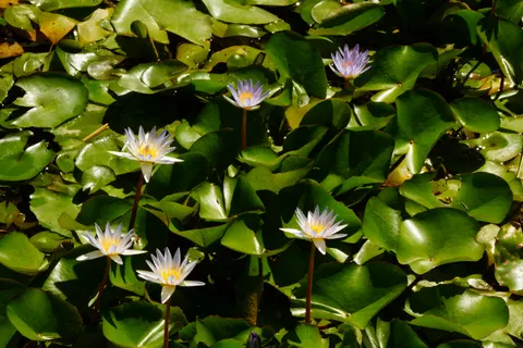 Waterlelie 4K-achtergrond · flowers · 3840×2560