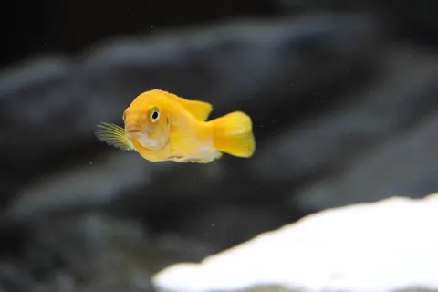 Reef Fish 4K Wallpaper · ocean · 3840×2560