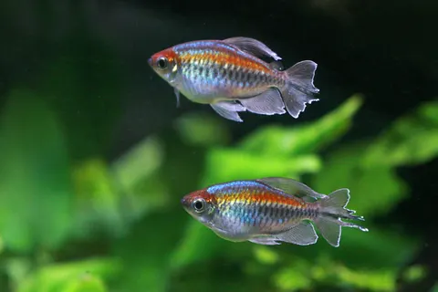 Reef Fish 4K Wallpaper · ocean · 3840×2560