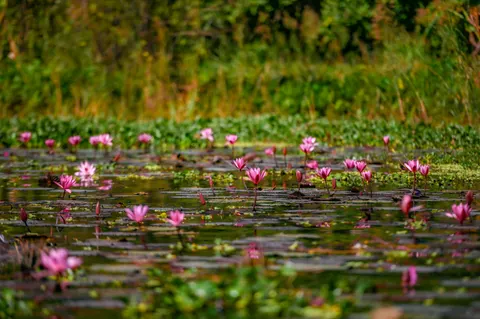 Fond d'écran Nénuphar 4K · flowers · 3840×2555