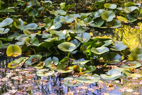والپیپر نیلوفر آبی با کیفیت 4K · flowers · 3840×2561