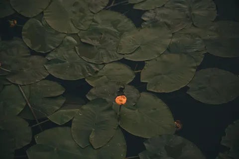 والپیپر نیلوفر آبی با کیفیت 4K · flowers · 3840×2560