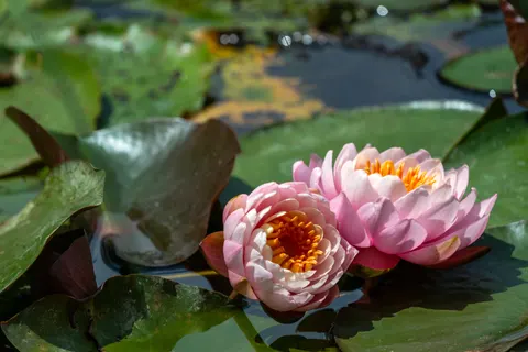 睡蓮 4K桌布 · flowers · 3840×2561