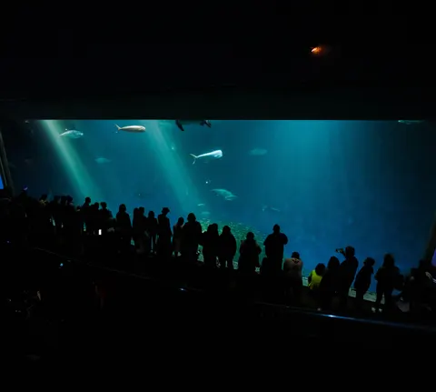 Wallpaper Paus 4K · ocean · 3840×3442