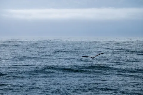 Walvis 4K-achtergrond · ocean · 3840×2560