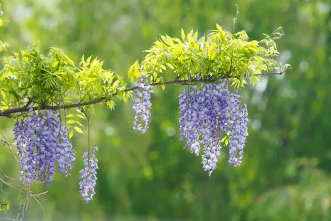 विस्टेरिया 4K वॉलपेपर · flowers · 3840×2560