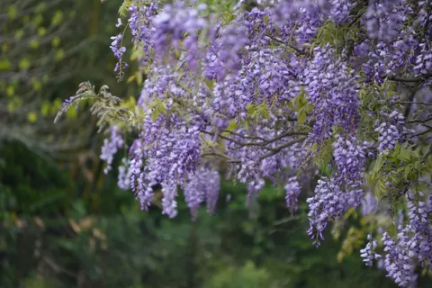 Fondo de pantalla Glicina 4K · flowers · 3840×2560
