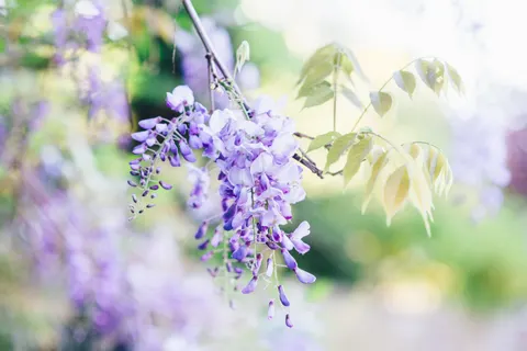Fondo de pantalla Glicina 4K · flowers · 3840×2563
