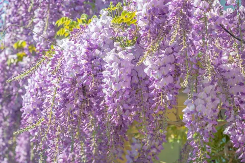 विस्टेरिया 4K वॉलपेपर · flowers · 3840×2560