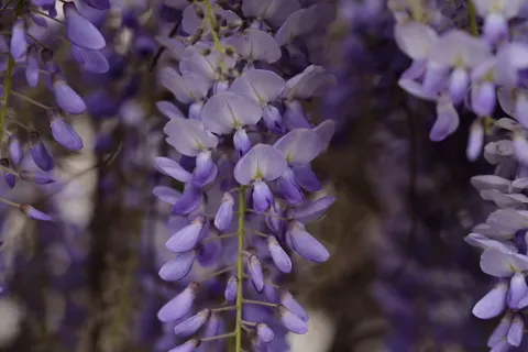 विस्टेरिया 4K वॉलपेपर · flowers · 3840×2560