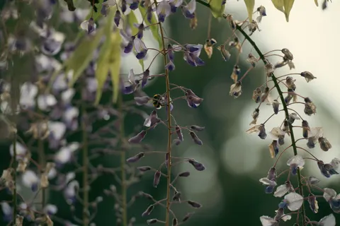 विस्टेरिया 4K वॉलपेपर · flowers · 3840×2563