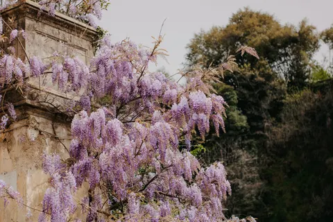 Fondo de pantalla Glicina 4K · flowers · 3840×2560