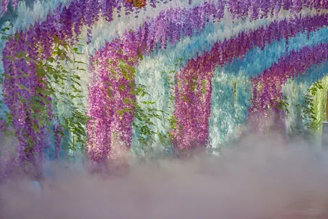 Fondo de pantalla Glicina 4K · flowers · 3840×2560