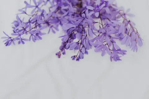 विस्टेरिया 4K वॉलपेपर · flowers · 3840×2563