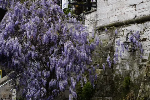 विस्टेरिया 4K वॉलपेपर · flowers · 3840×2560