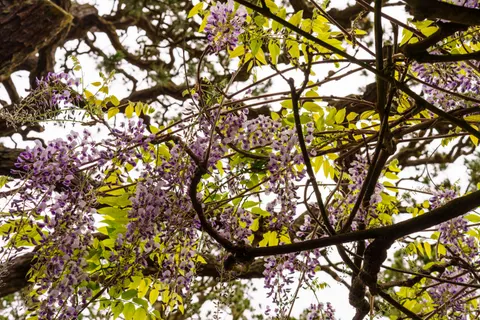 Fondo de pantalla Glicina 4K · flowers · 3840×2560