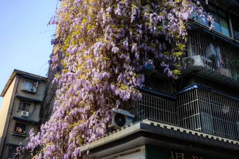विस्टेरिया 4K वॉलपेपर · flowers · 3840×2560